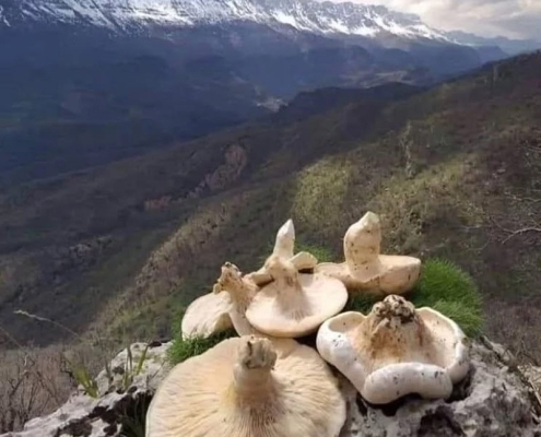 manesht-ilam-(2) طبیعت و کوه منطقه حفاظت شده مانشت و قلارنگ ایلام