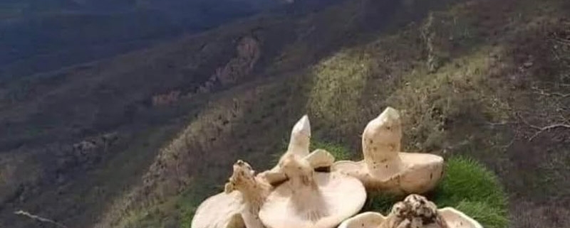 طبیعت و کوه منطقه حفاظت شده مانشت و قلارنگ ایلام