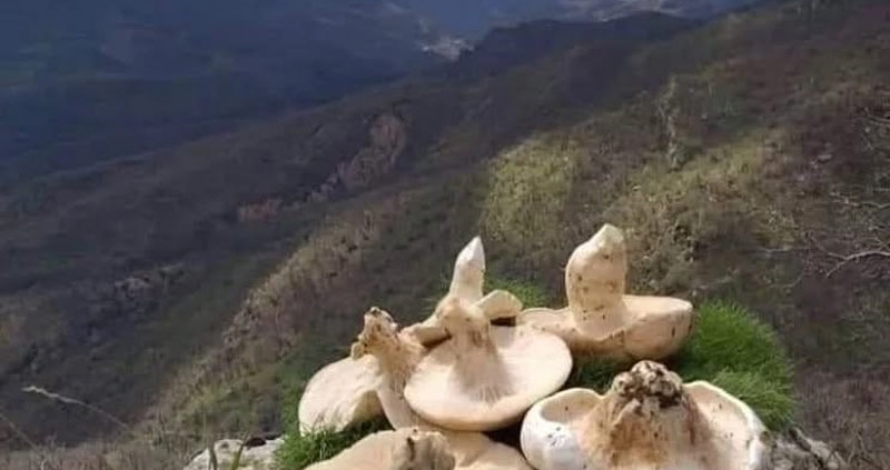 طبیعت و کوه منطقه حفاظت شده مانشت و قلارنگ ایلام