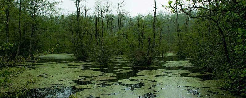 مرداب قادیکلا قائمشهر مازندران