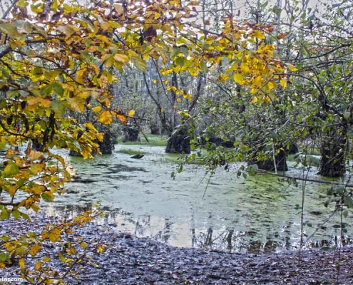 qadikola-swamp1-(2) تالاب قادیکلای مازندران