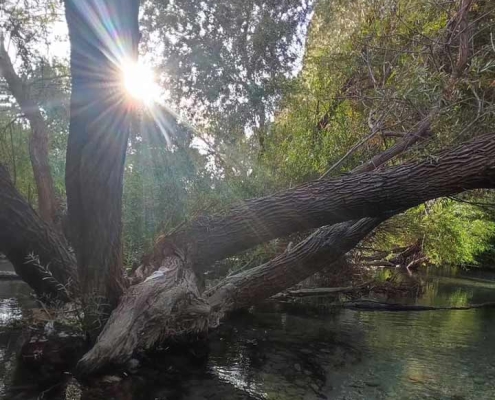 چشمه ساسان معروف به جزیره کازرون