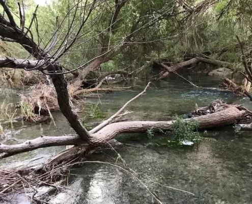 چشمه ساسان (جزیره) کازرون