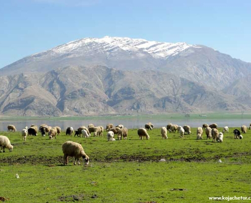 shaloo-and-mongasht-1 منطقه حفاظت شده منگشت و شالو ایذه خوزستان