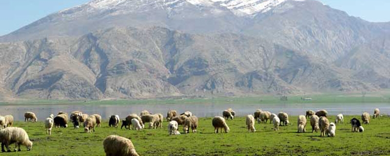 منطقه حفاظت شده منگشت و شالو ایذه خوزستان