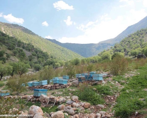 shaloo-and-mongasht-6 منطقه حفاظت شده منگشت و شالو ایذه خوزستان