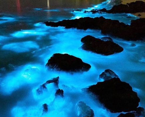 فیتوپلانگتون-های-جزیره-هرمز-1 فیتوپلانکتون های جزیره هرمز