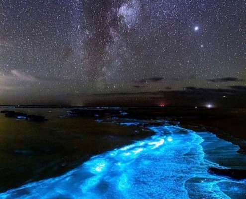 فیتوپلانگتون-های-جزیره-هرمز-2 فیتوپلانکتون های جزیره هرمز ساحل مفنق