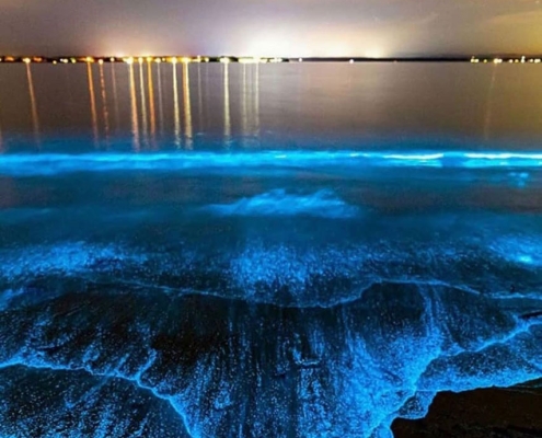 فیتوپلانگتون-های-جزیره-هرمز-3 ساحل فیتوپلانکتون هرمز