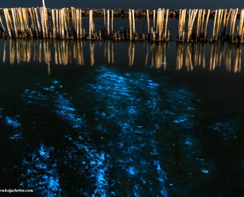 فیتوپلانگتون-های-جنوب-ایران فیتوپلانکتون های جنوب ایران