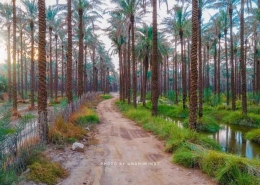 نخلستان آبپخش 4 نخلستان آبپخش بوشهر