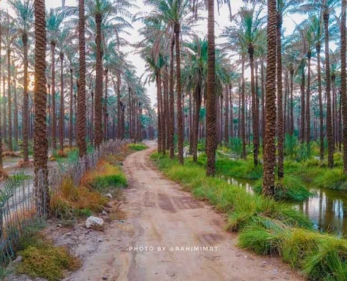 Ab-Pakhsh-palm-groves-1 نخلستان آبپخش بوشهر