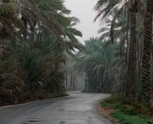 Ab-Pakhsh-palm-groves-6 نخلستان های آبپخش کجاست