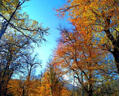 Hezar-Pelleh-Forest-Park-7 پارک هزار پله آمل