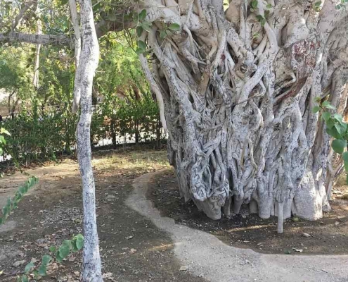 درخت سبز کیش