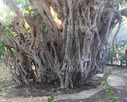 پارک سبز کیش