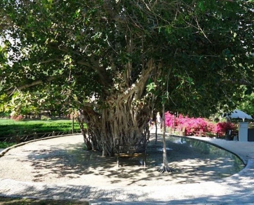 درخت پارک سبز جزیره کیش در منطقه دره پرتغالی ها کیش