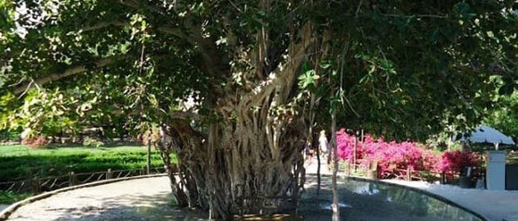 درخت پارک سبز جزیره کیش در منطقه دره پرتغالی ها کیش