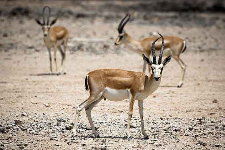 جاهای دیدنی جزیره هرمز 25 دشت آهوان هرمز