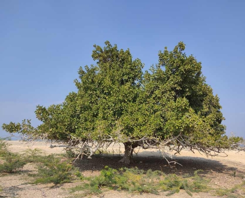 جزیره هندورابی از جزایر هرمزگان توابع کیش در بندر لنگه نزدیک به لاوان