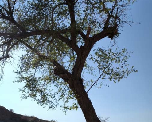 kuhe-tangevan-andimeshk-(2) طبیعت کوه تنگوان اندیمشک