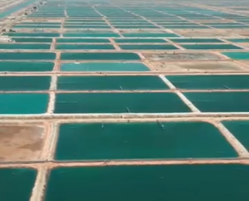 سایت پرورش میگو جزیره شیف