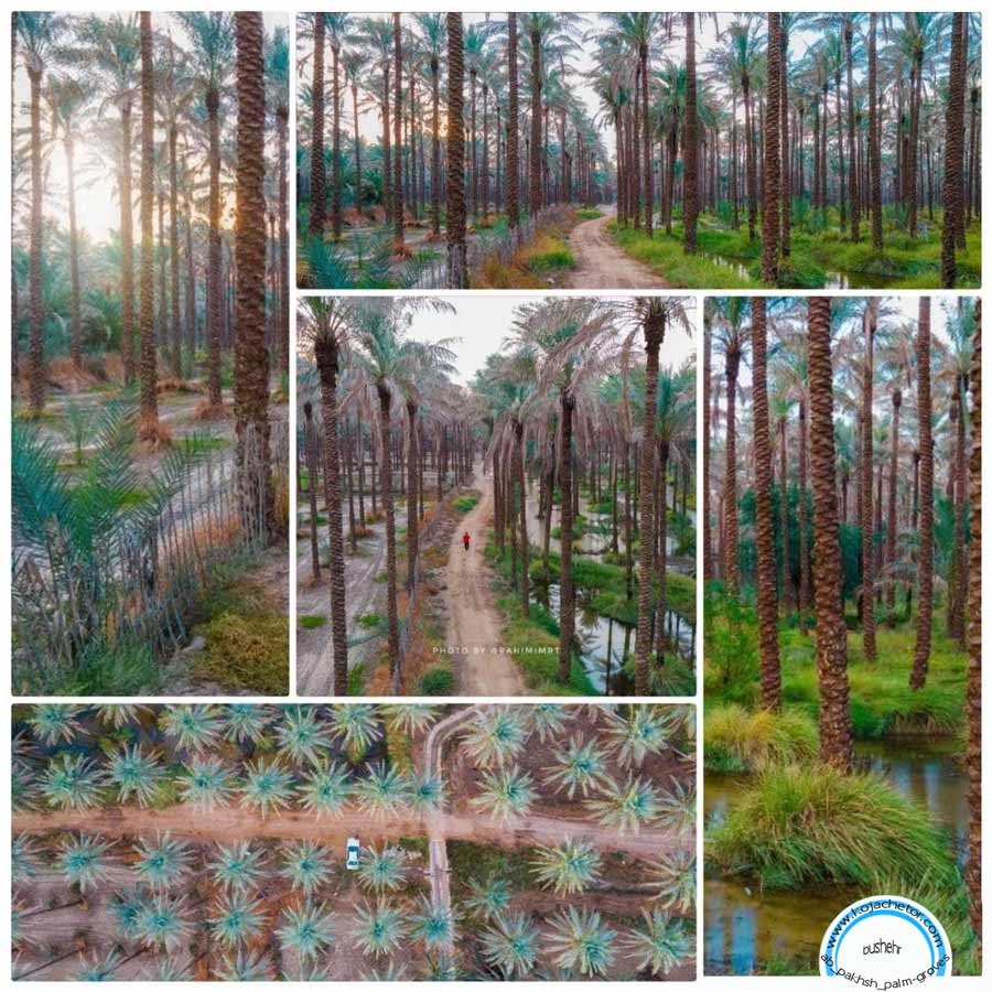 ab pakhsh palm groves نخلستان های آبپخش بوشهر
