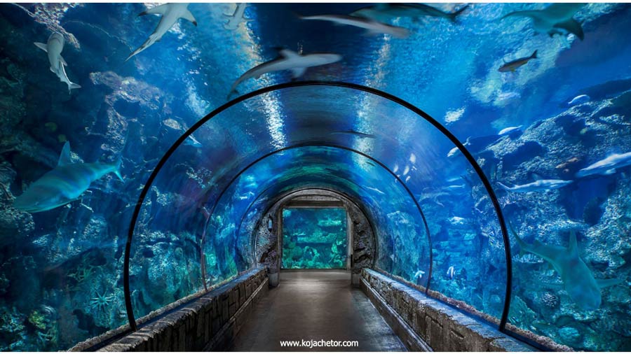 aquarium-tunnel-mashhad آکواریوم الماس شرق مشهد از جمله 20 مکان دیدنی مشهد است