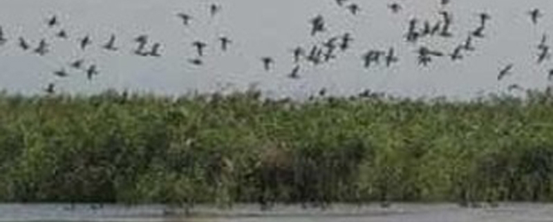 تالاب چکر بولی ایلام