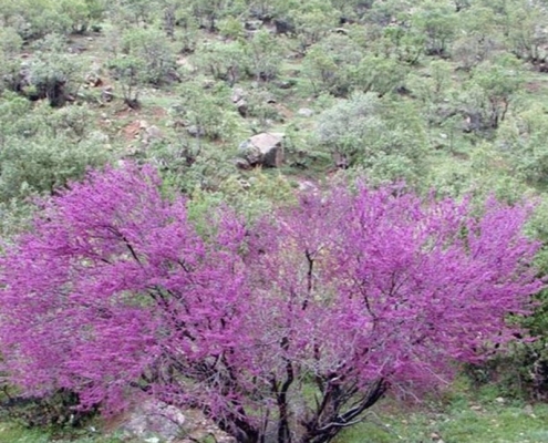 طبیعت تالاب چکر ایلام