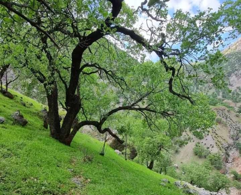 دریاچه تمبی مابین دزفول و کهگیلویه و بویر احد در کوه های زاکرس قرار دارد