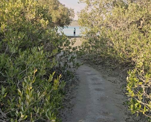 جزیره مردو بوشهر