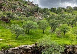 تنگه رازیانه 5 طبیعت زیبای تنگه رازیانه