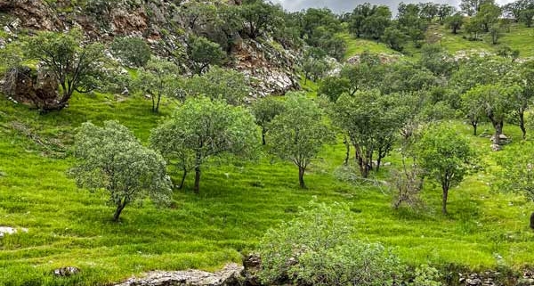 طبیعت زیبای تنگه رازیانه