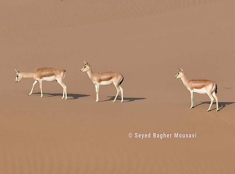 Mishdagh-protected-area منطقه حفاظتشده میشداغ در شوش