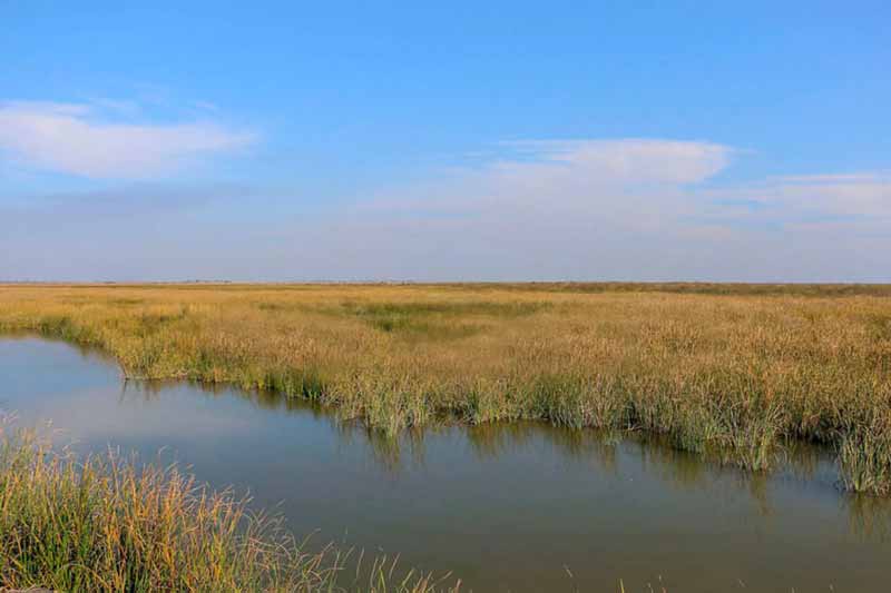 bamdezh-lagoon تالاب بامدژ در شوش خوزستان
