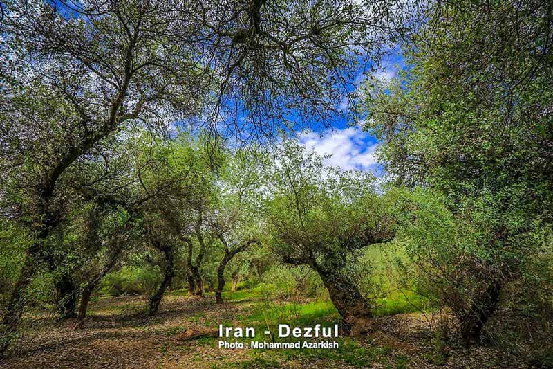 dez-national-park پارک ملی دز از جاهای دیدنی شوش