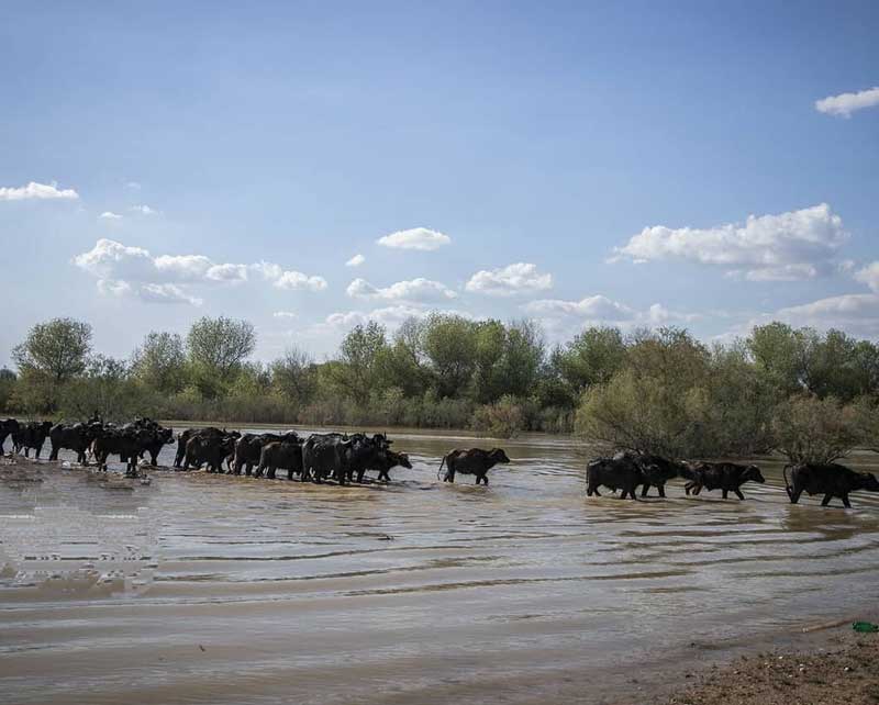 karkheh-national-park پارک ملی کرخه از جاهای دیدنی شوش