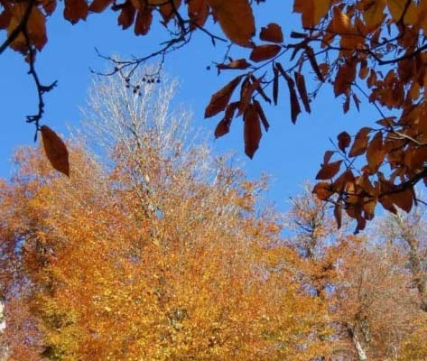 salansar-rostamabad رستم آباد سلانسر در پاییز