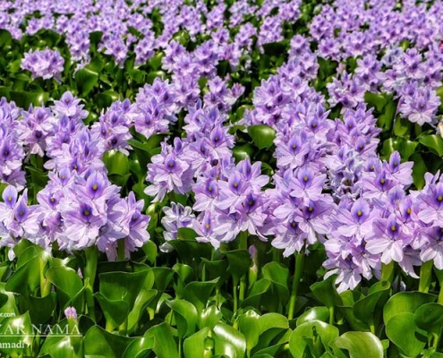 aghuz-ban--(1) تالاب سنبل آبی اغوزبن