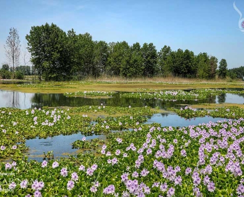 aghuz-ban--(2) تالاب روستای اغوزبن بابل