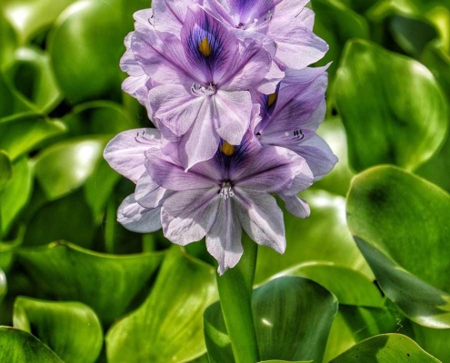 aghuz-ban--(3) آب بندان سنبل آبی اغوزبن