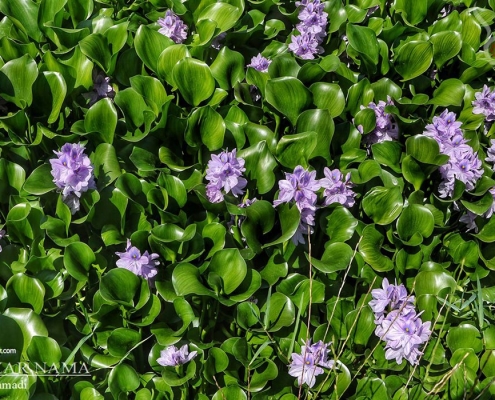 aghuz-ban--(5) تالاب سنبل آبی روستای اغوزبن بابل مازندران