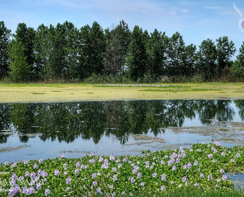 aghuz-ban--(6) آب بندارن اغوزبن در روستای اغوزبن بابل