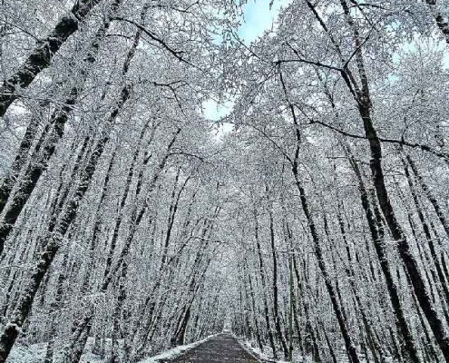 gisoom-lake-2 مسیر دریاچه گیسوم در زمستان