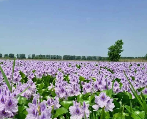water-hyacinth-lagoon-1 تالاب سنبل آبی آغوزبن