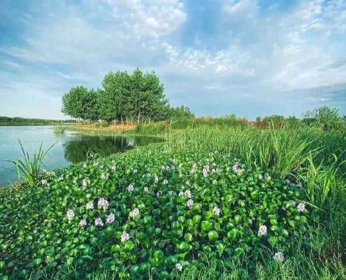 water-hyacinth-lagoon-2 آب بندان و تالاب سنبل آبی