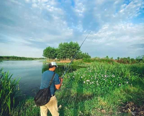 water-hyacinth-lagoon-3 آب بندان سنبل آبی آغوزبن
