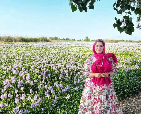 water-hyacinth-lagoon-in-babbol تالاب سنبل آبی بابل کجاست